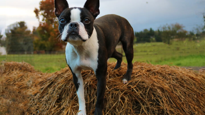 Boston Terrier Growth Chart 101: All You Need To Know