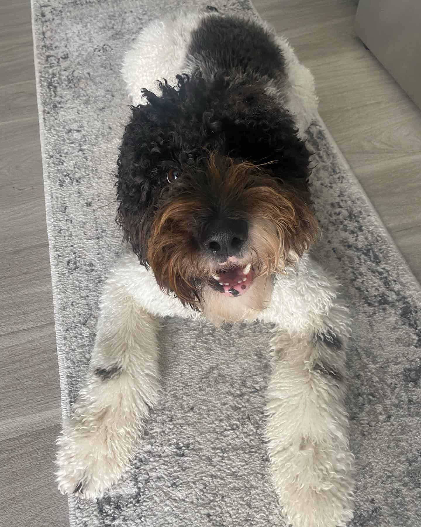 Boxerdoodle laying on the carpet