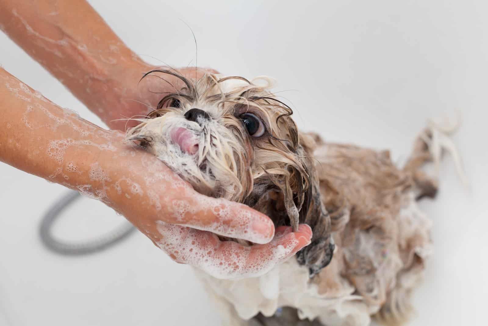 Bubble Bathing a lovely dog Shih Tzu