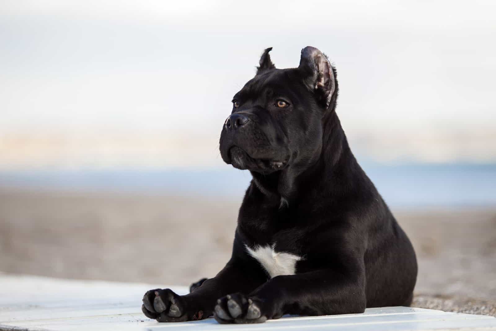 Cane Corso Breeders In Arizona: Top 4 Breeders