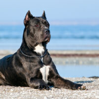 Cane Corso lies on the beach