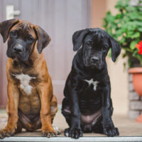 two cane corso puppies