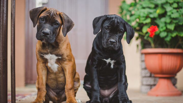 Cane Corso Breeders In Wisconsin: The 1 Best Choice