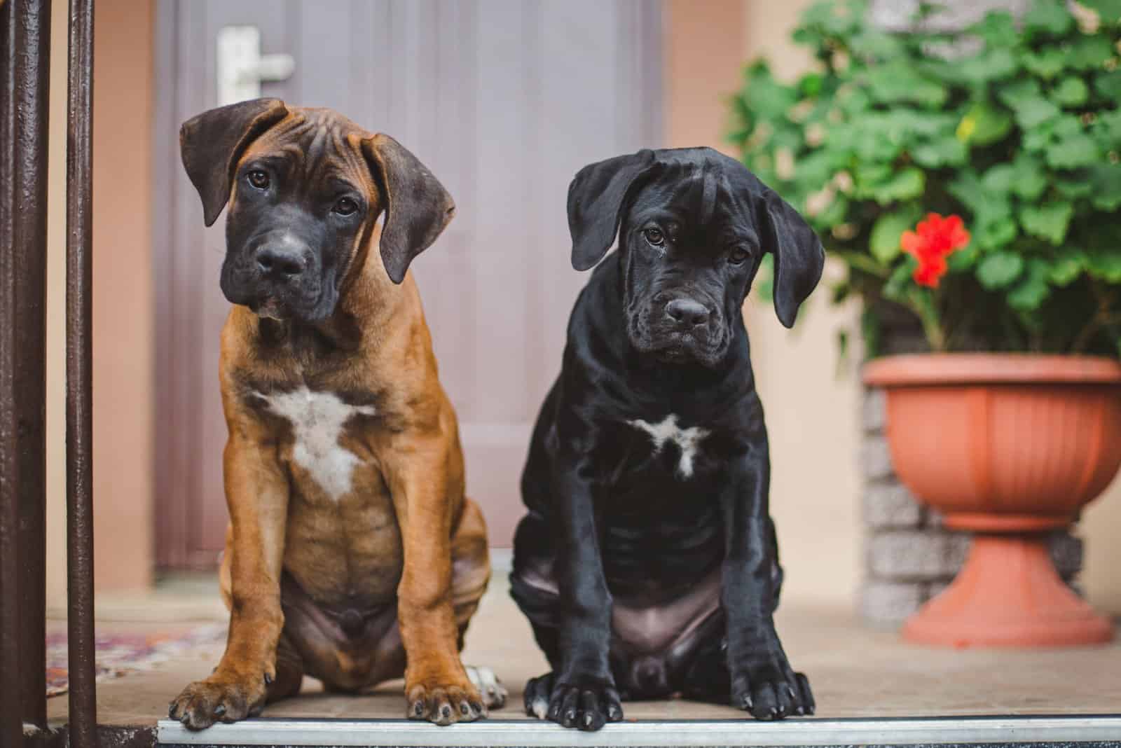two cane corso puppies