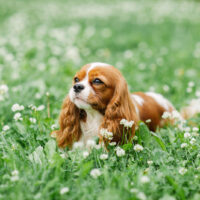 The Cavalier King Charles Spaniel lies in the grass