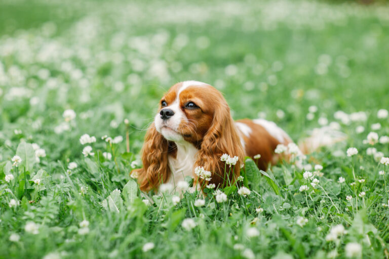 The Cavalier King Charles Spaniel lies in the grass