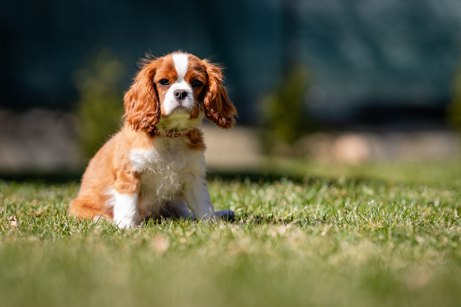6 Best Cavalier King Charles Spaniel Breeders In Ontario