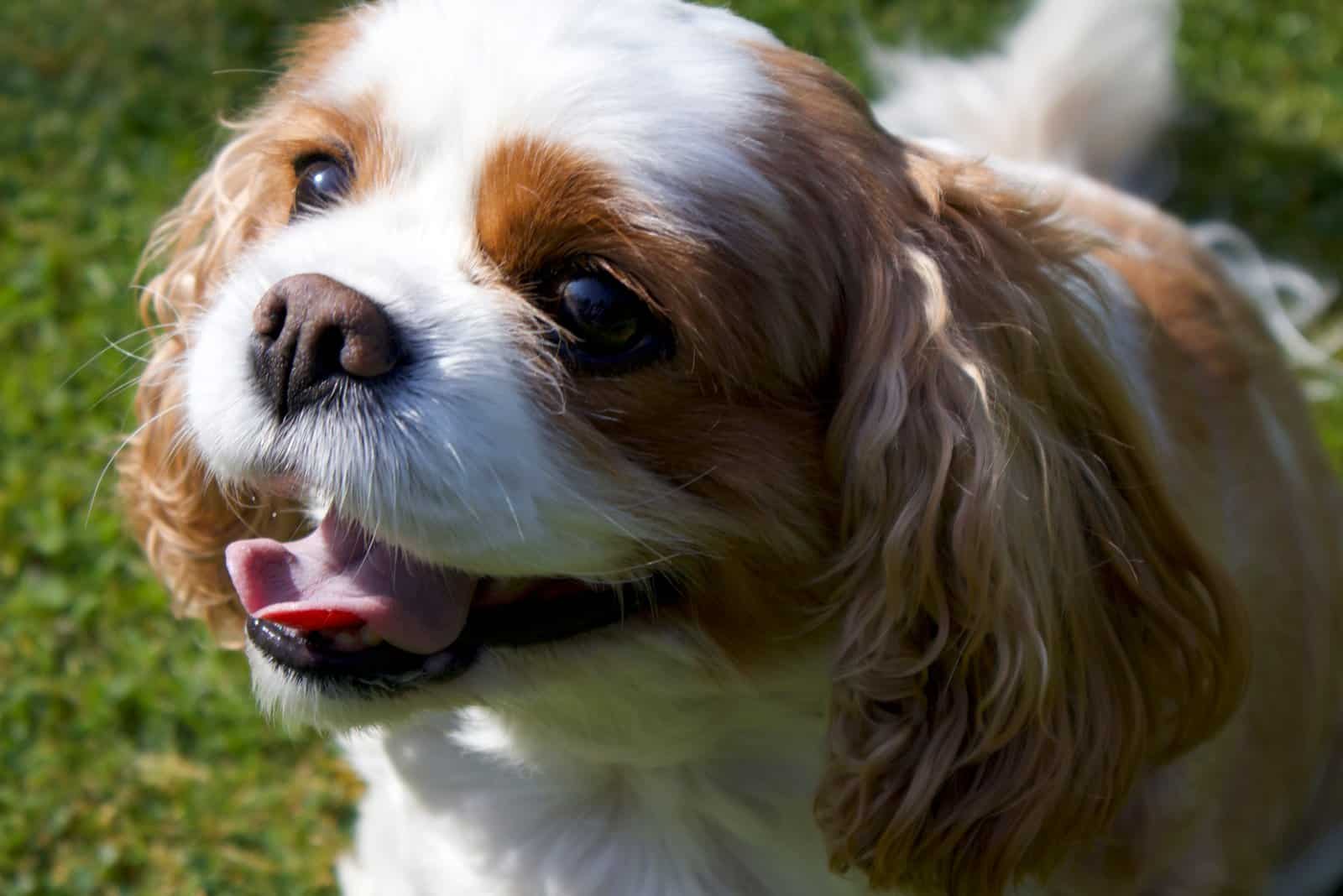 Cavalier King Charles Spaniels looks at the camera