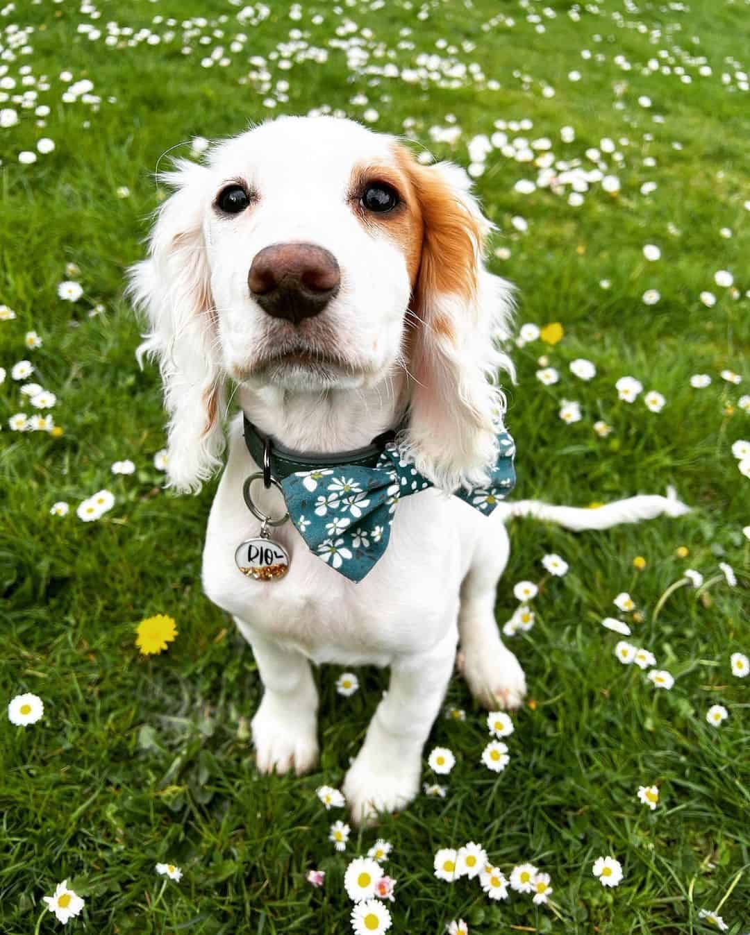 Cavalier King Charles Spaniels sits in the grass and stares ahead