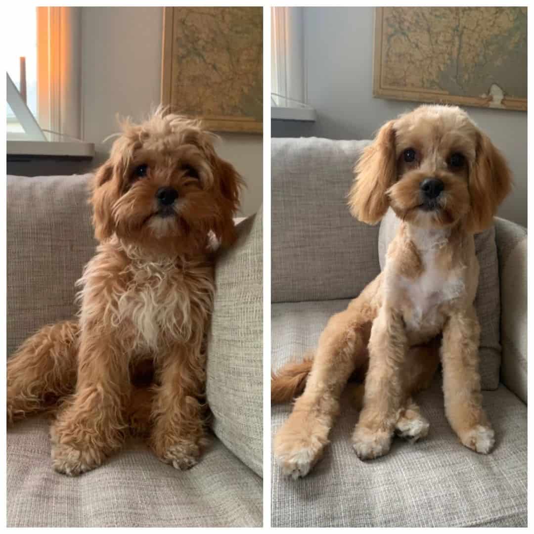 Cavapoo Puppy Cut