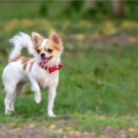 a beautiful Chihuahua runs across the grass