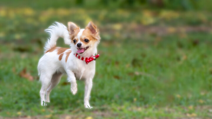 Chihuahua Growth Chart Decoded: How Big Can A Chihuahua Get?