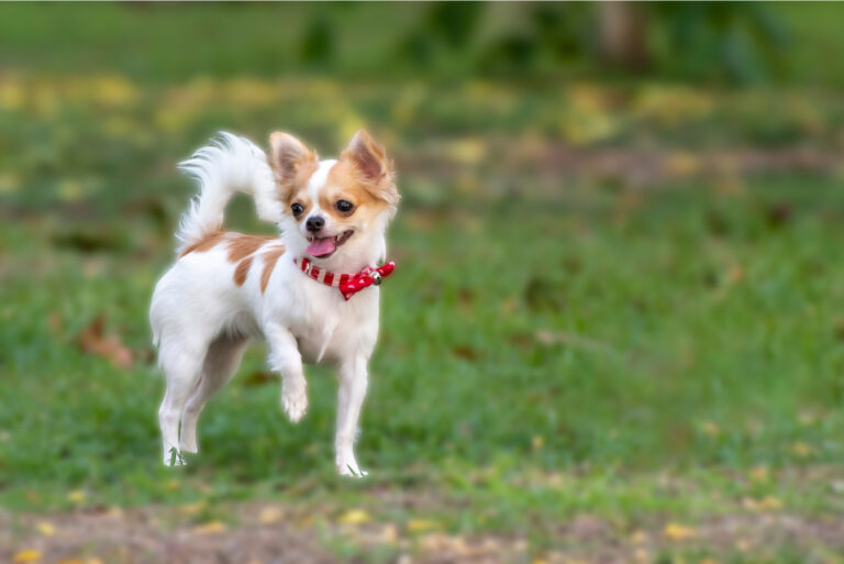 a beautiful Chihuahua runs across the grass