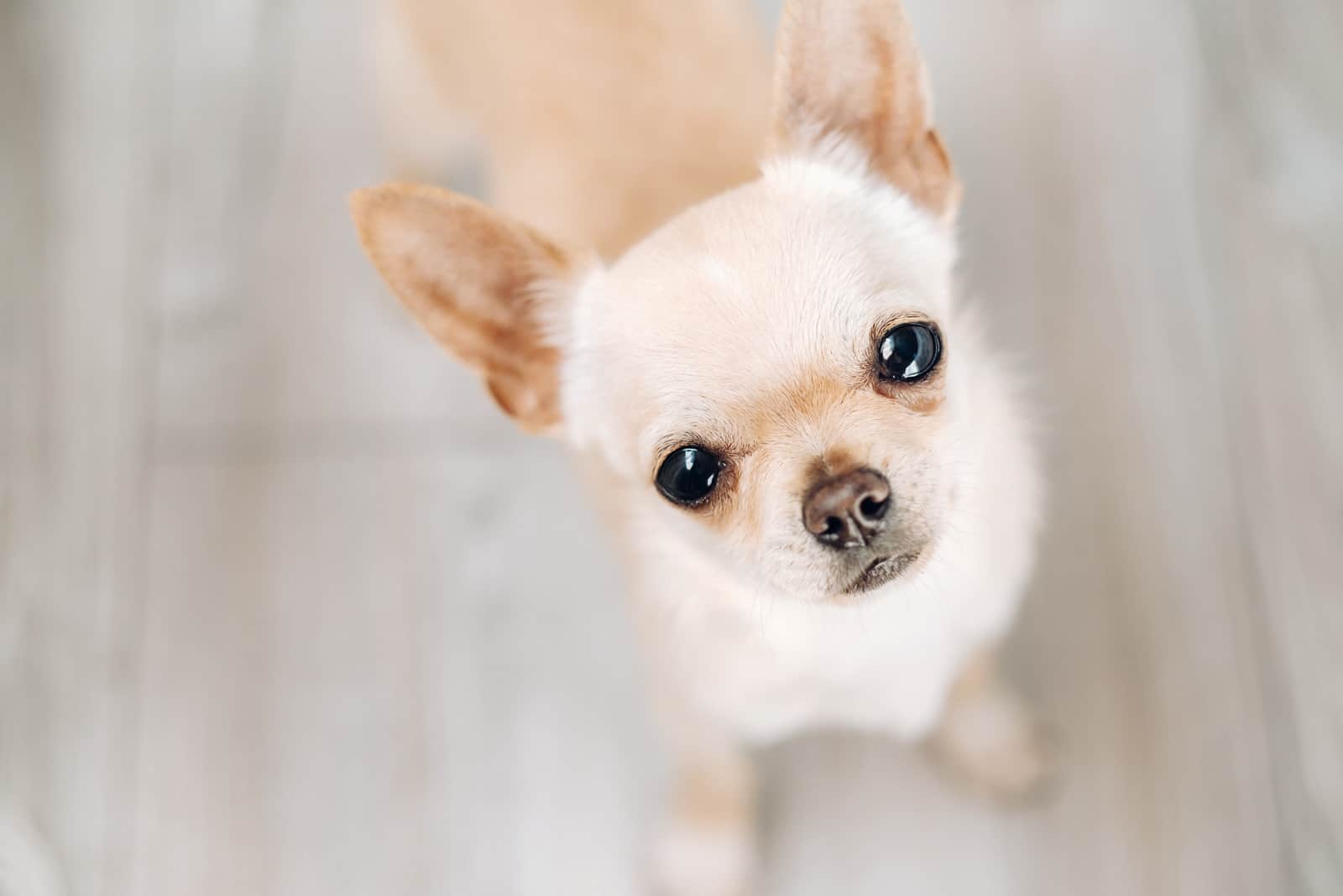 Chihuahua looking up