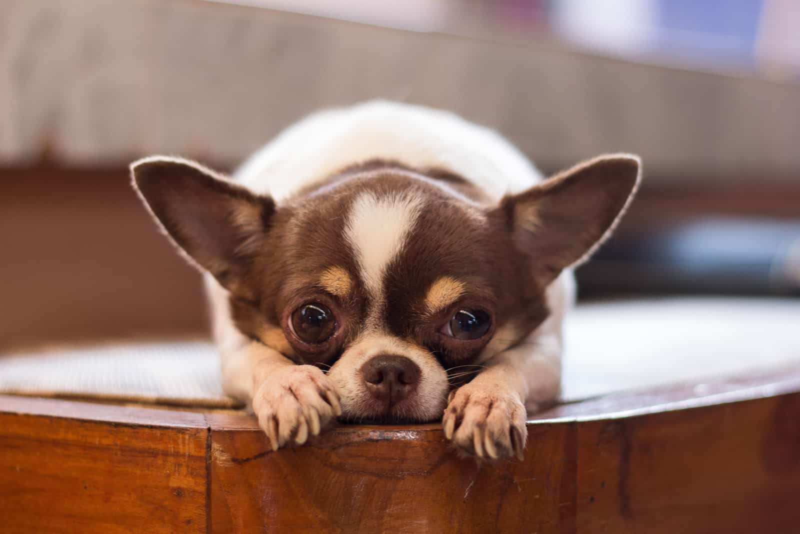 Chihuahua lying and looking at camera