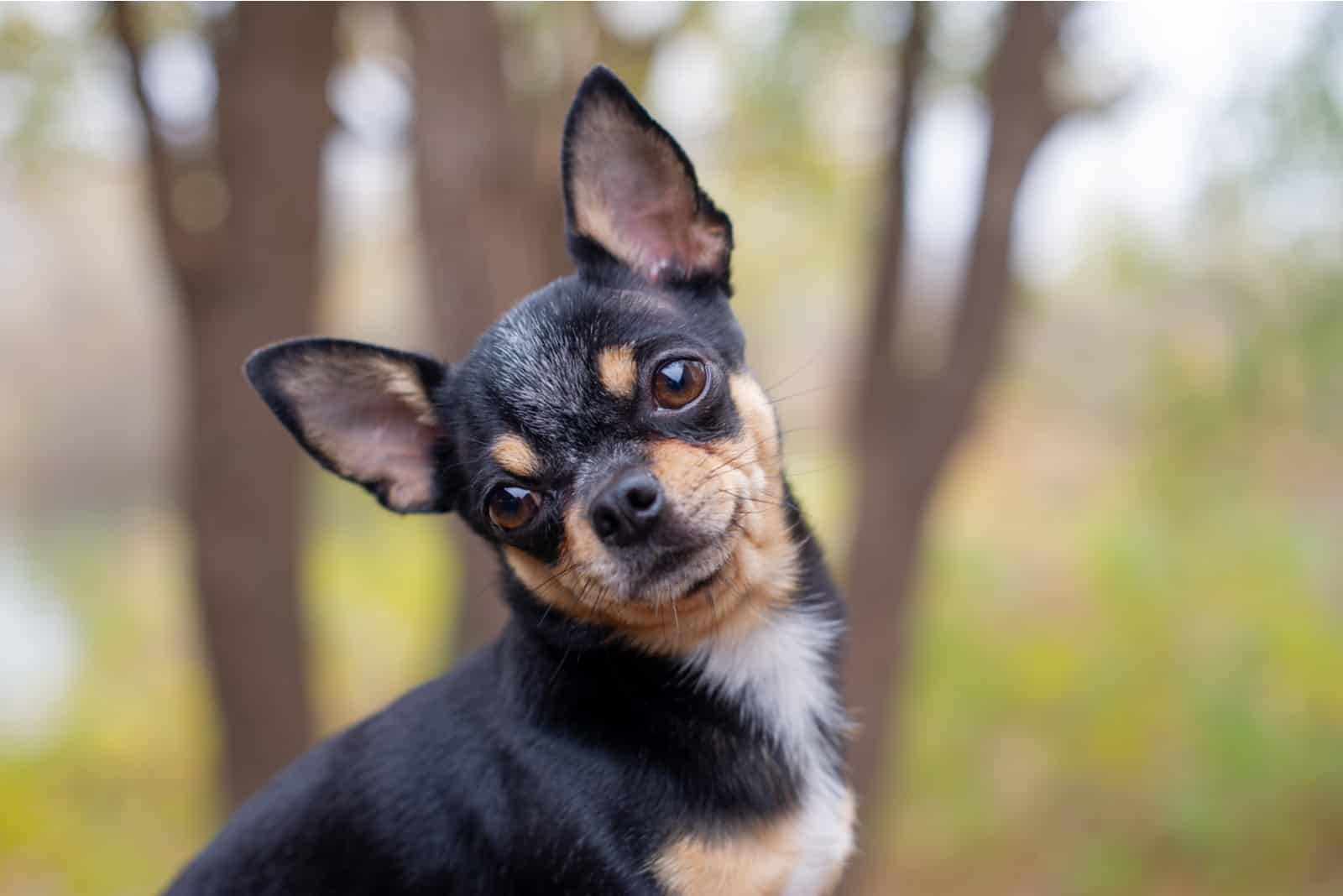 Chihuahua posing for camera