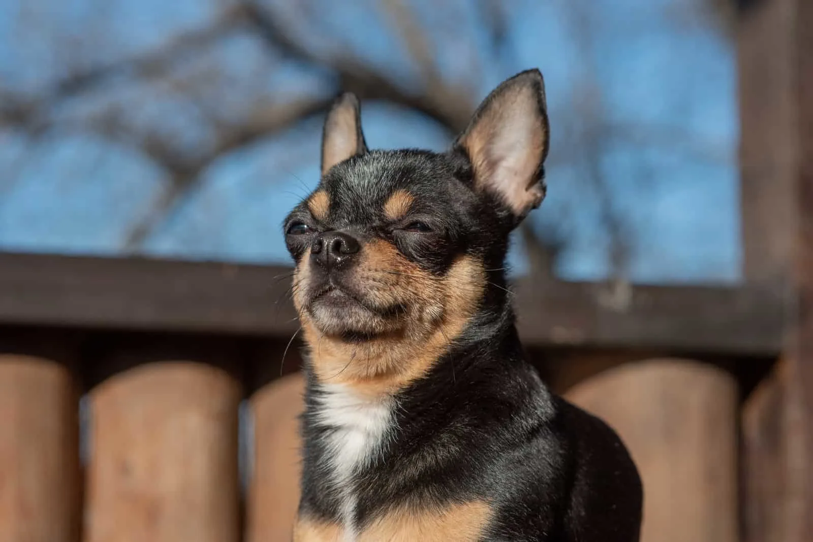 Chihuahua posing in garden