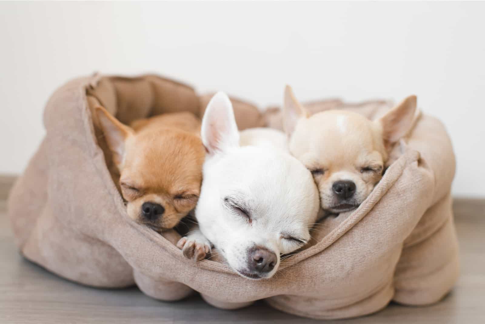 Chihuahua puppies sleeping in bed