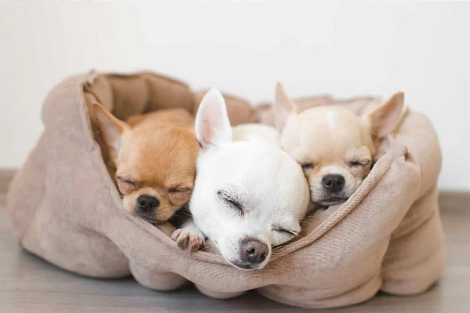 Chihuahua puppies sleeping in bed