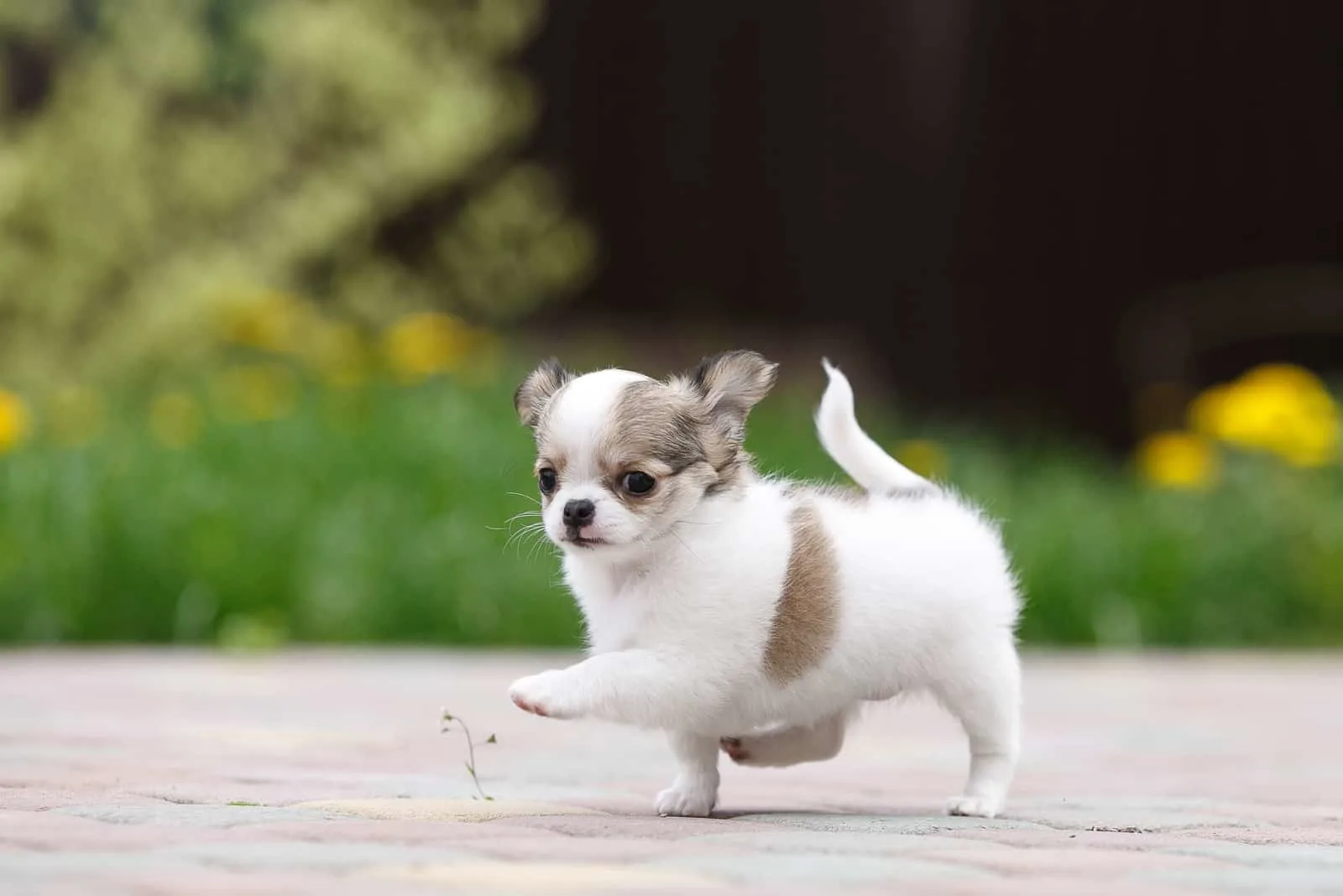 Chihuahua puppy poses and plays in nature