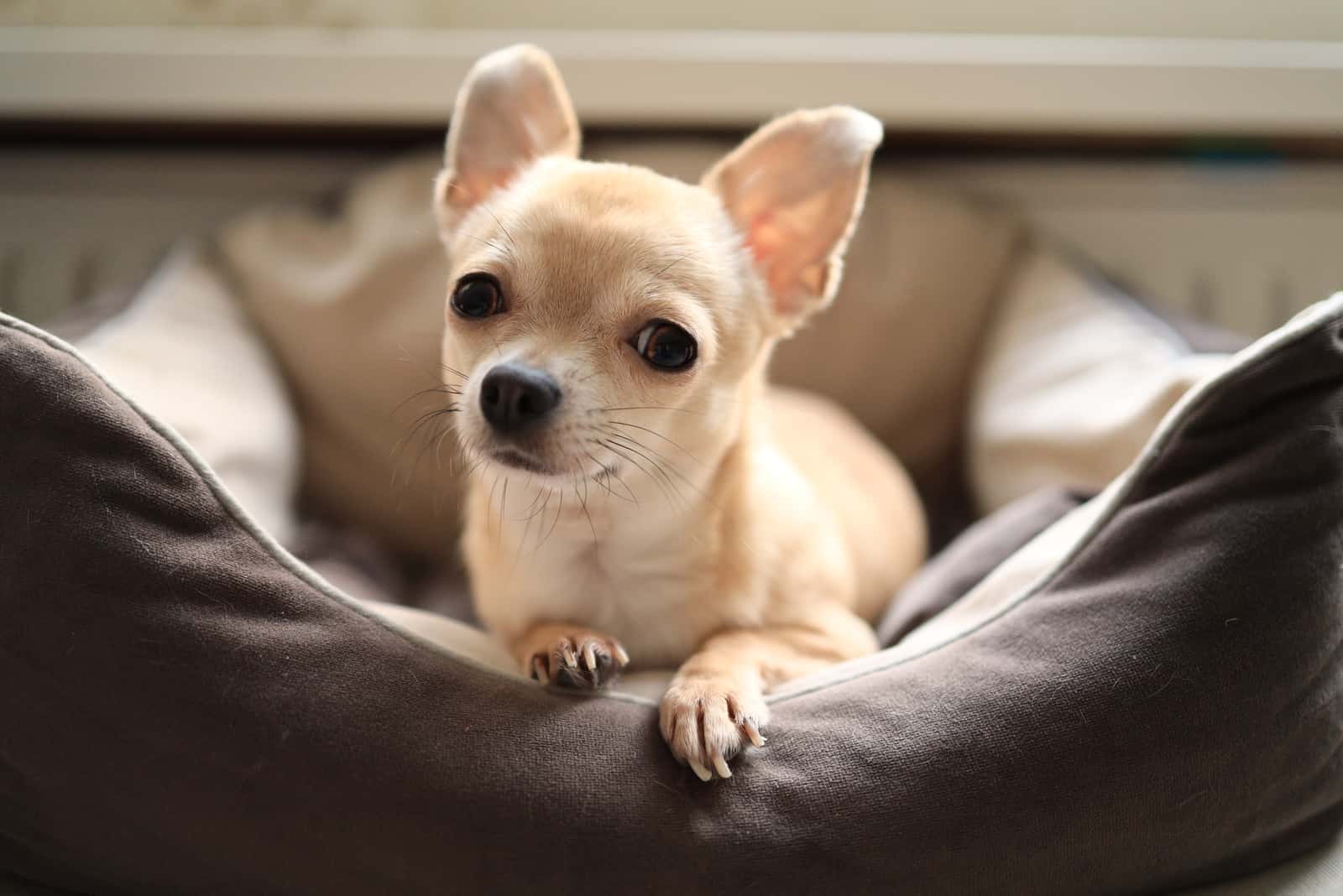 Chihuahua sitting in bed