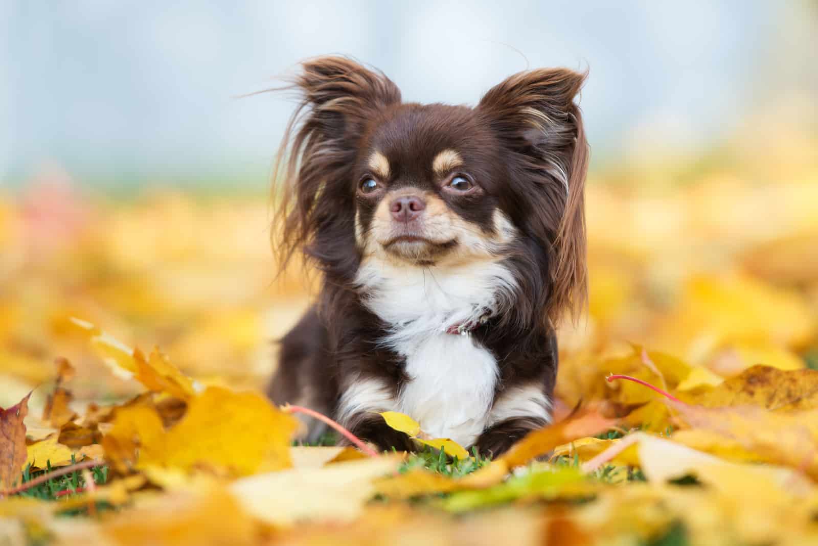 Chihuahua sitting on leaves