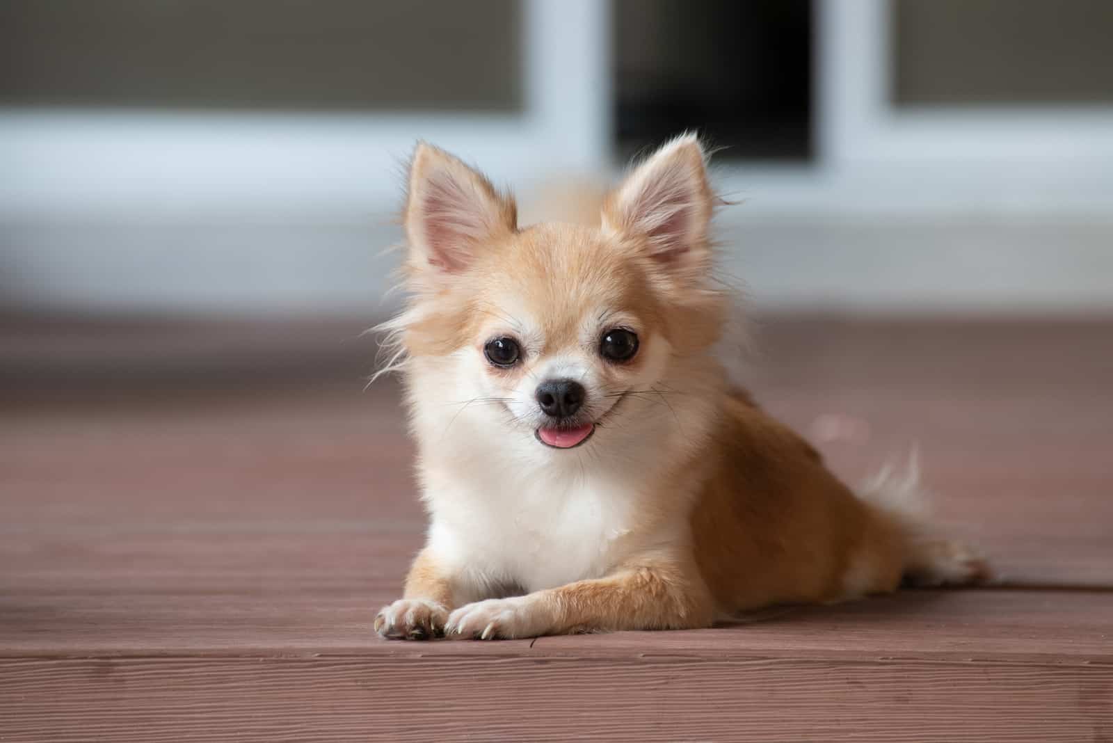 Chihuahua sitting on road outside