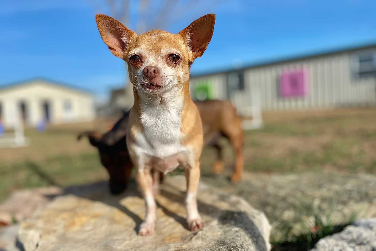 Chihuahua sitting on rock