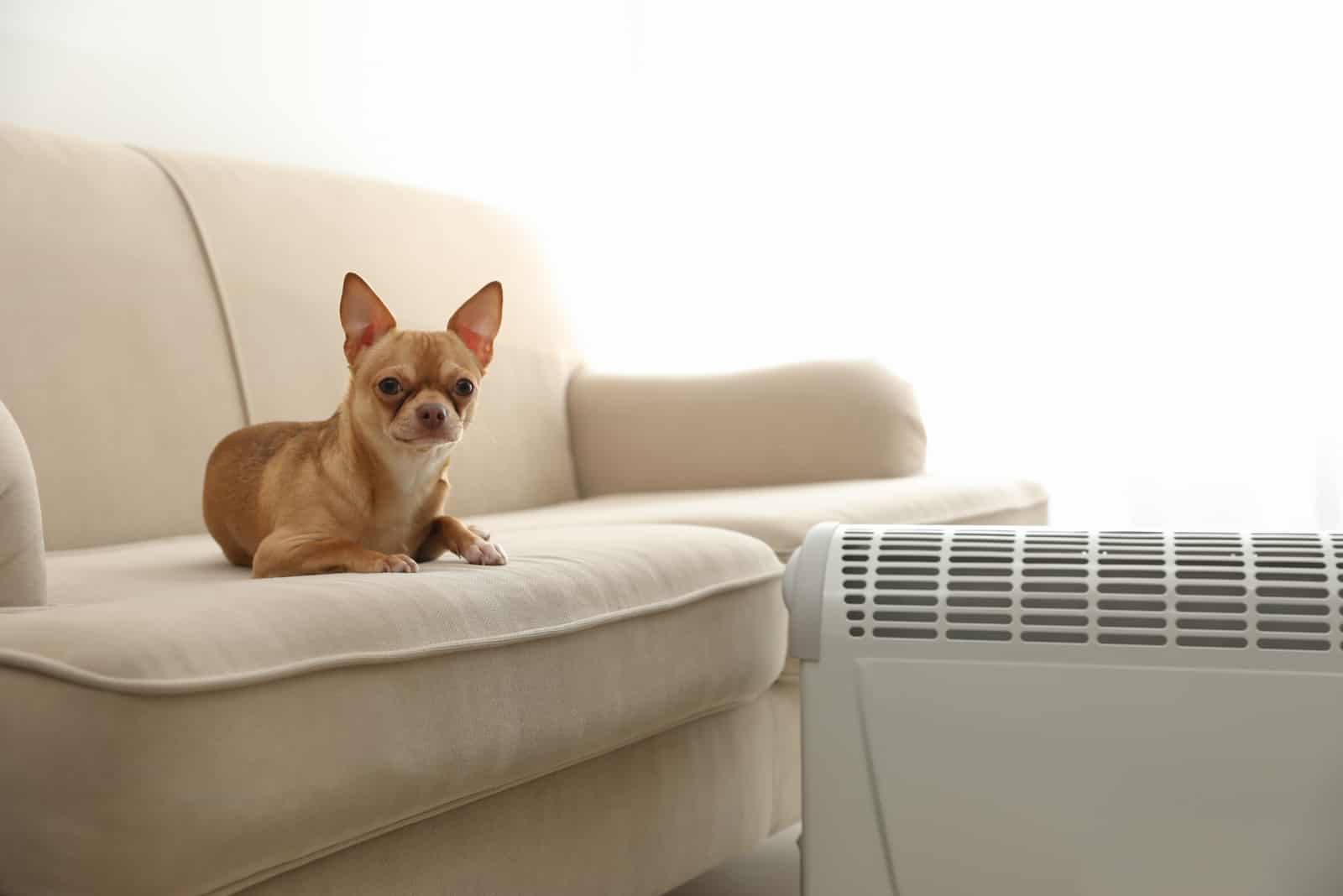 Chihuahua sitting on sofa