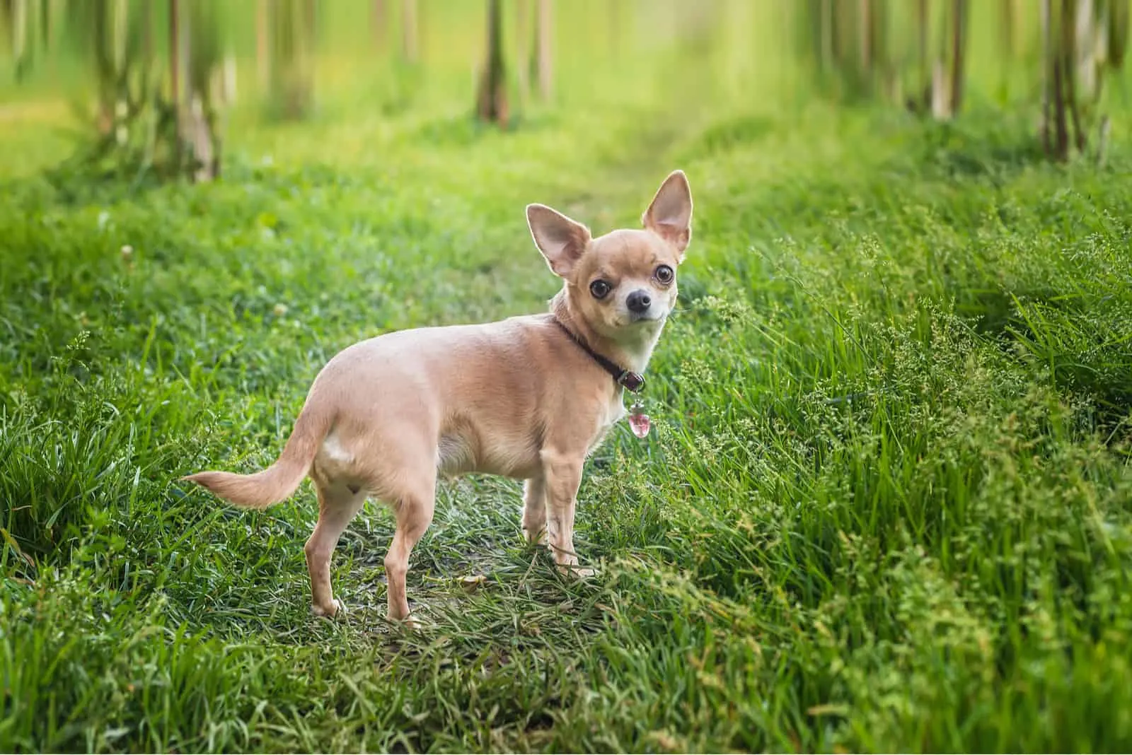 Chihuahua walking in garden