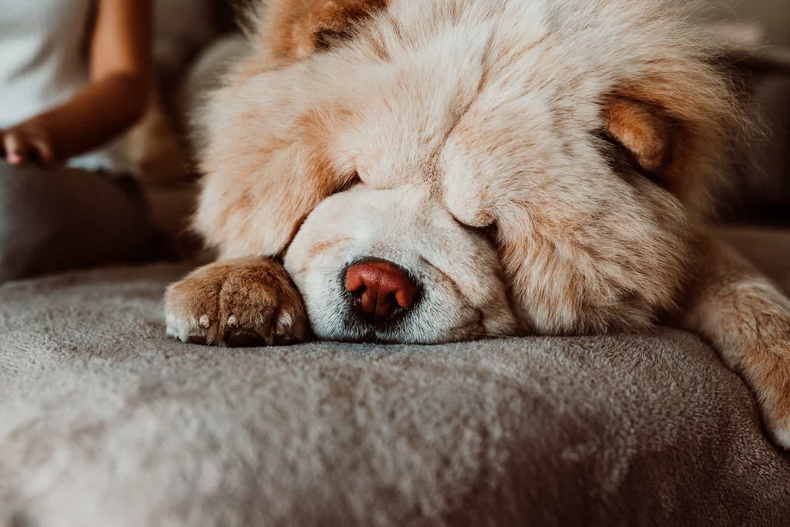 Chow Chow lies down and rests