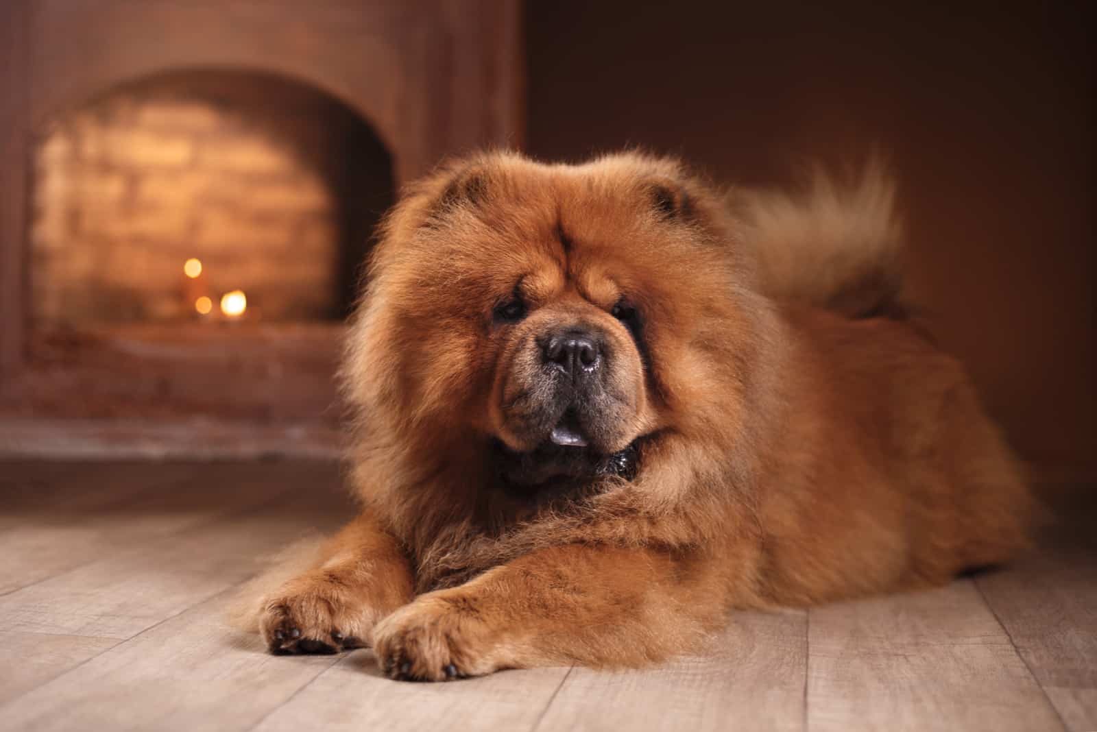 Chow Chow sitting on floor