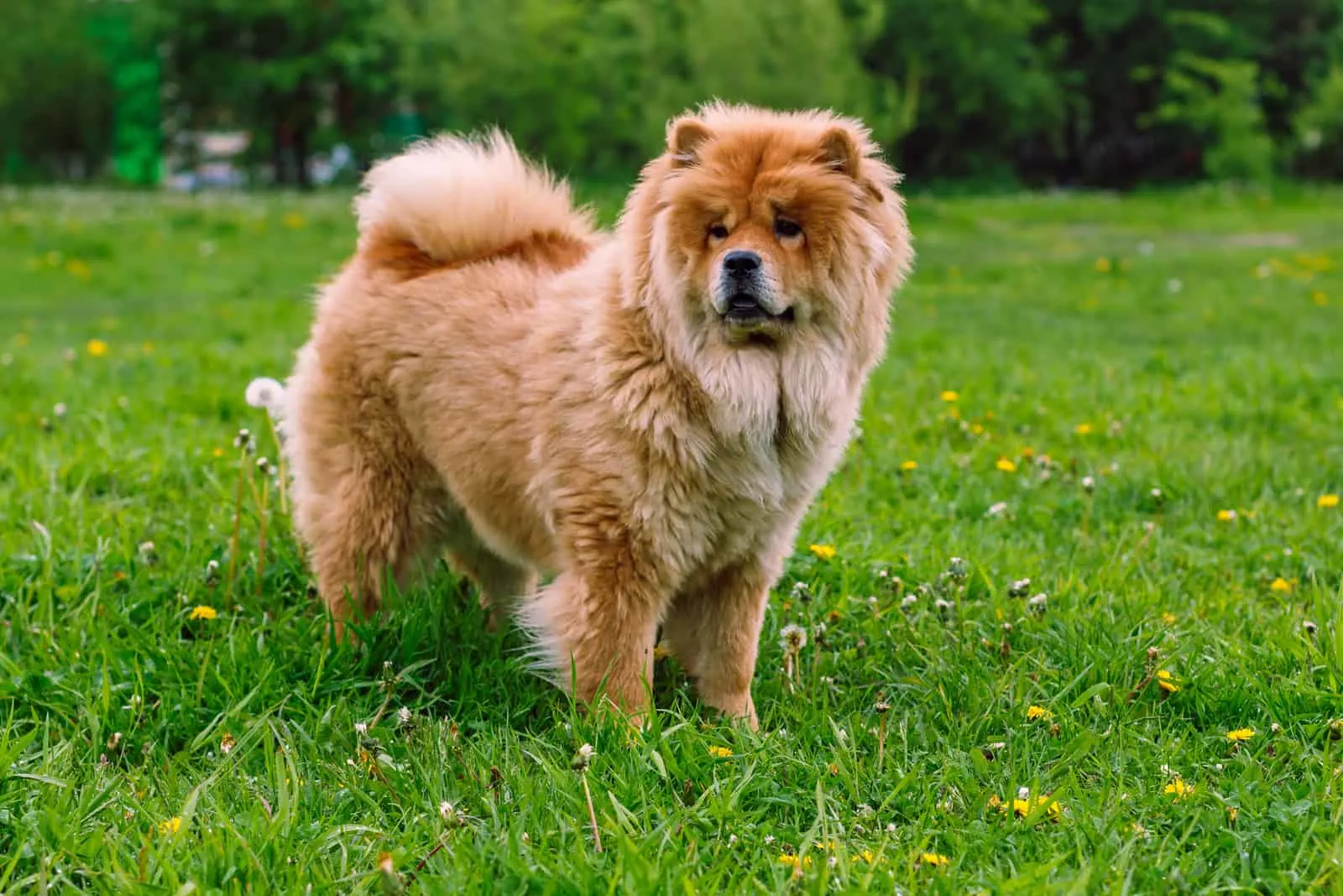 Chow Chow standing on grass outside