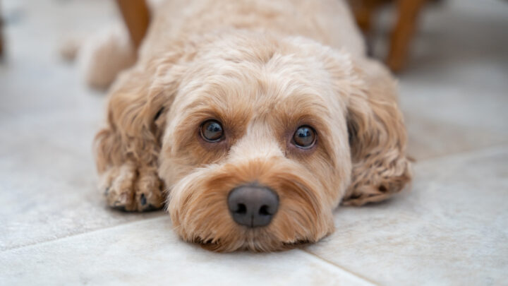 Cockapoo Feeding Chart: Everything You Need To Know