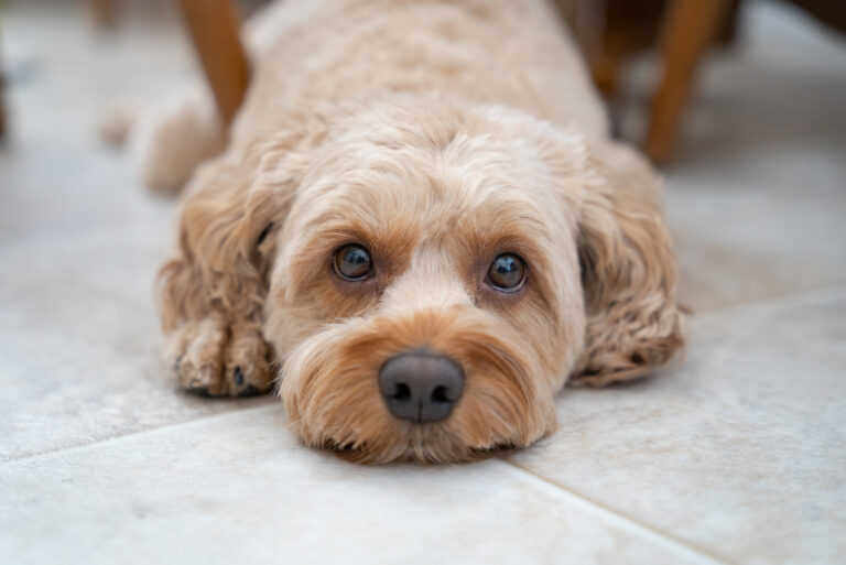 cute Cockapoo lying on floor