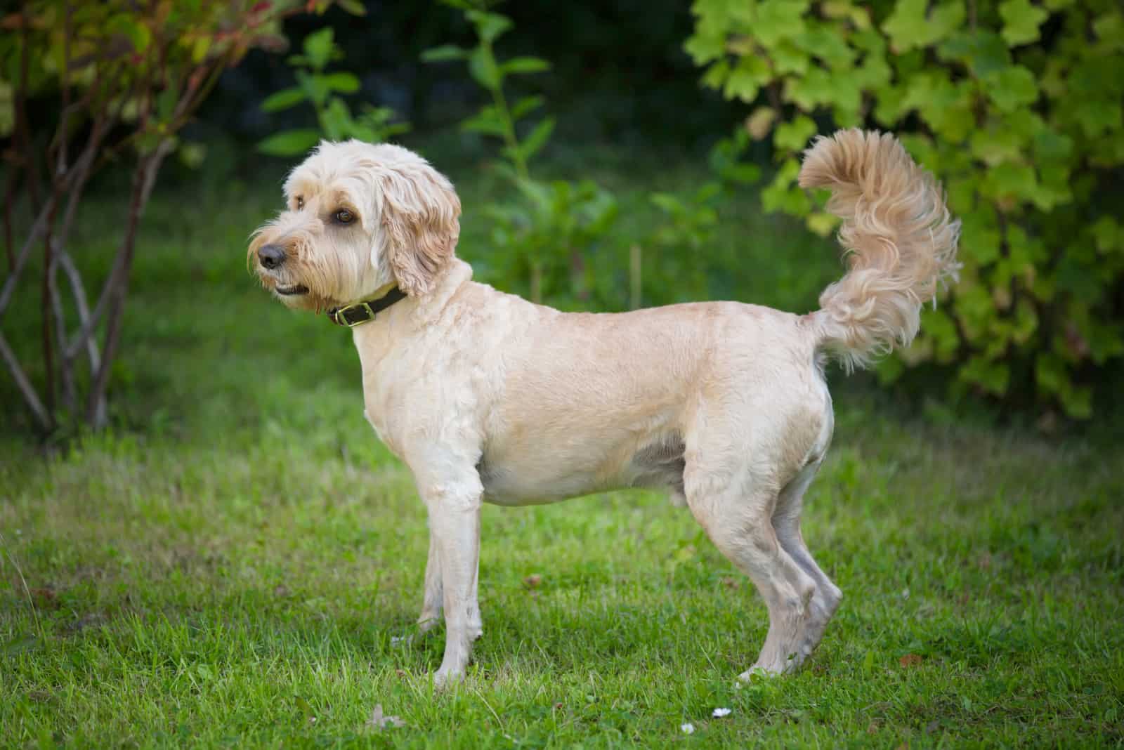 Cockapoo dog got it hair cut for the summer