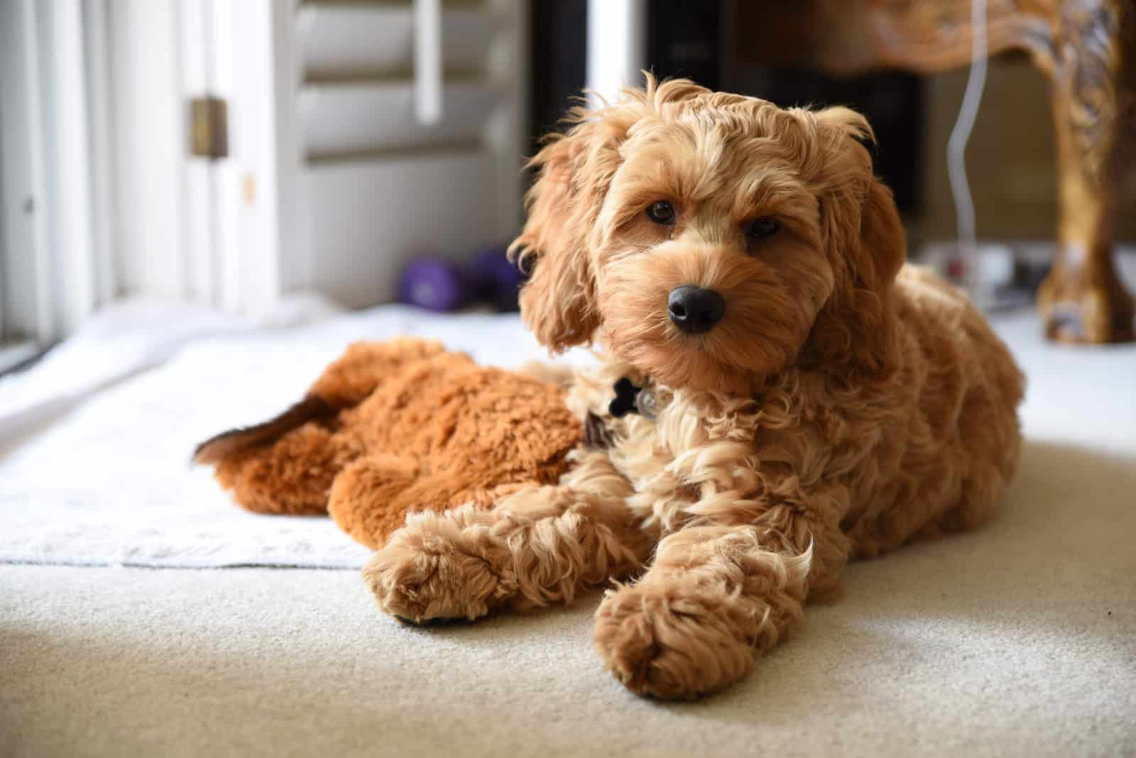 Cockapoo lying on floor and looking at camera