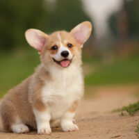 cute corgi puppy