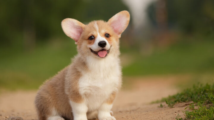 Corgi Growth Chart: How Big Do Corgi Puppies Get