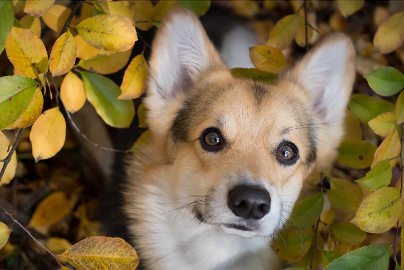 Corgi Pembroke on a walk in a beautiful autumn forest