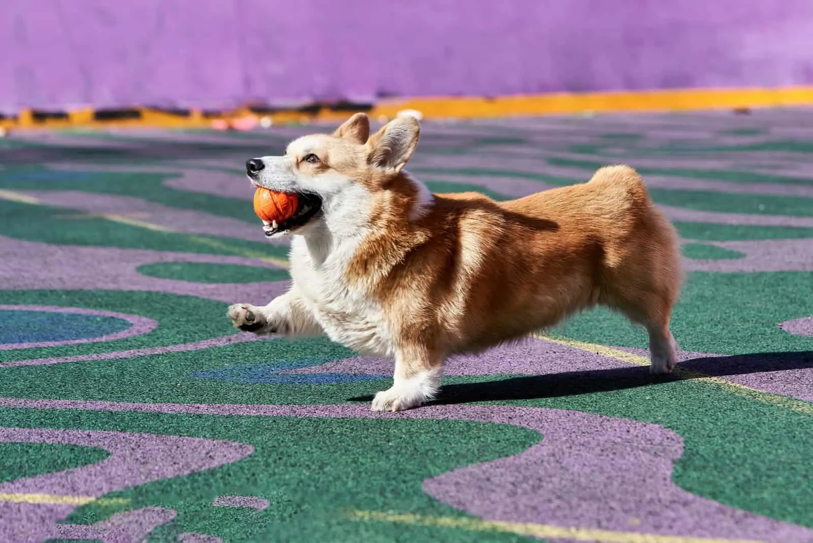 Corgi dog plays while holding an orange ball in his mouth