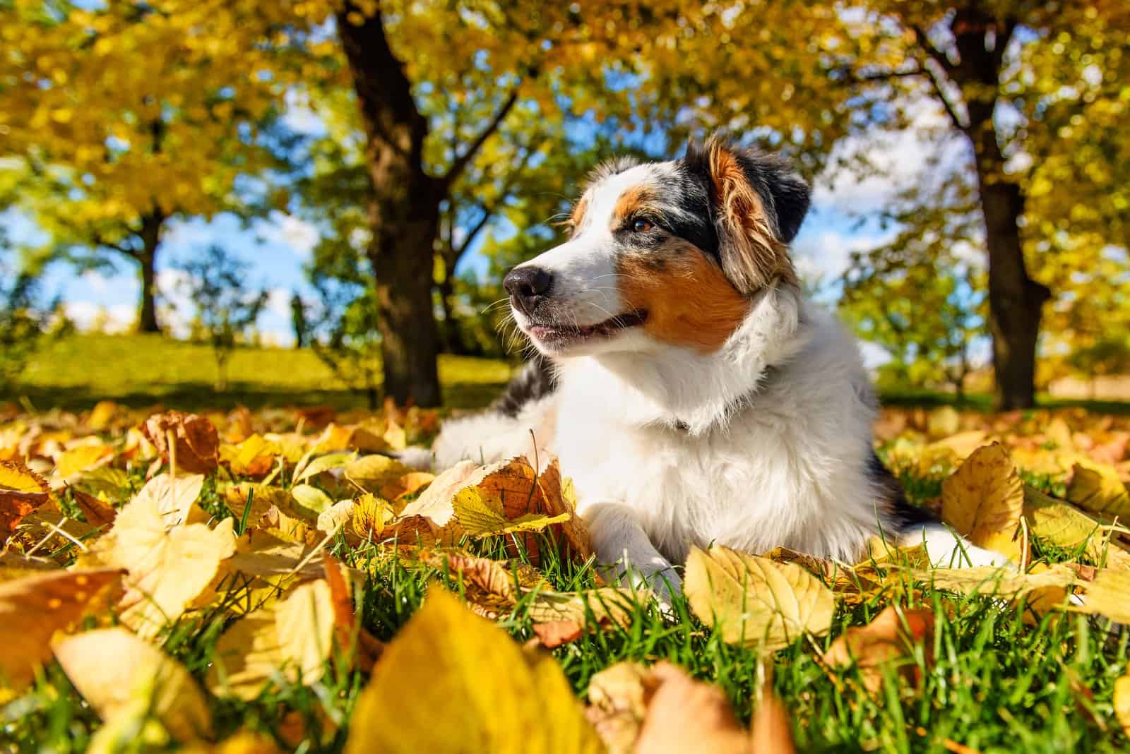 Cute Australian shepherd little blue merle puppy in autumn park