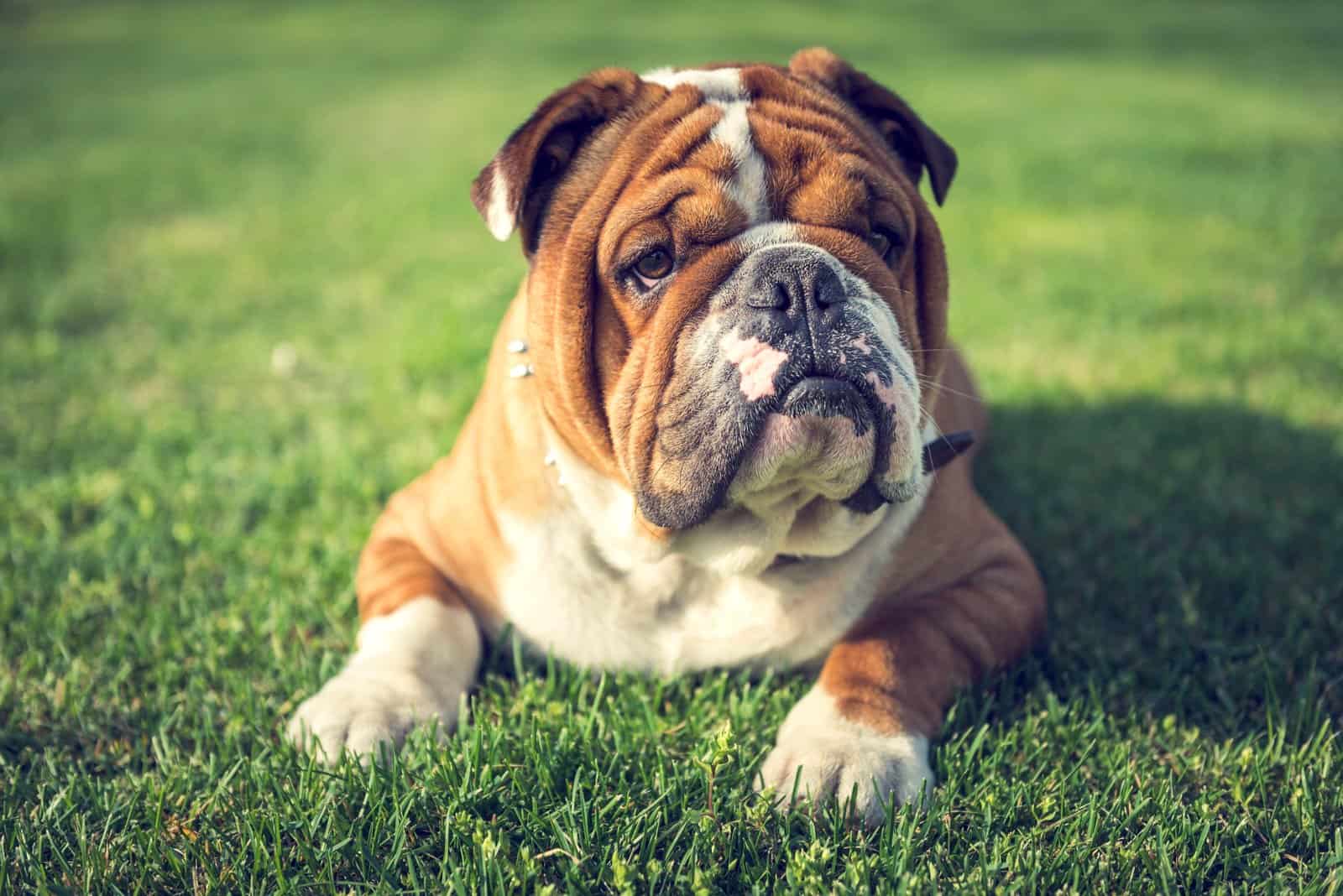 Cute English bulldog laying down on the grass