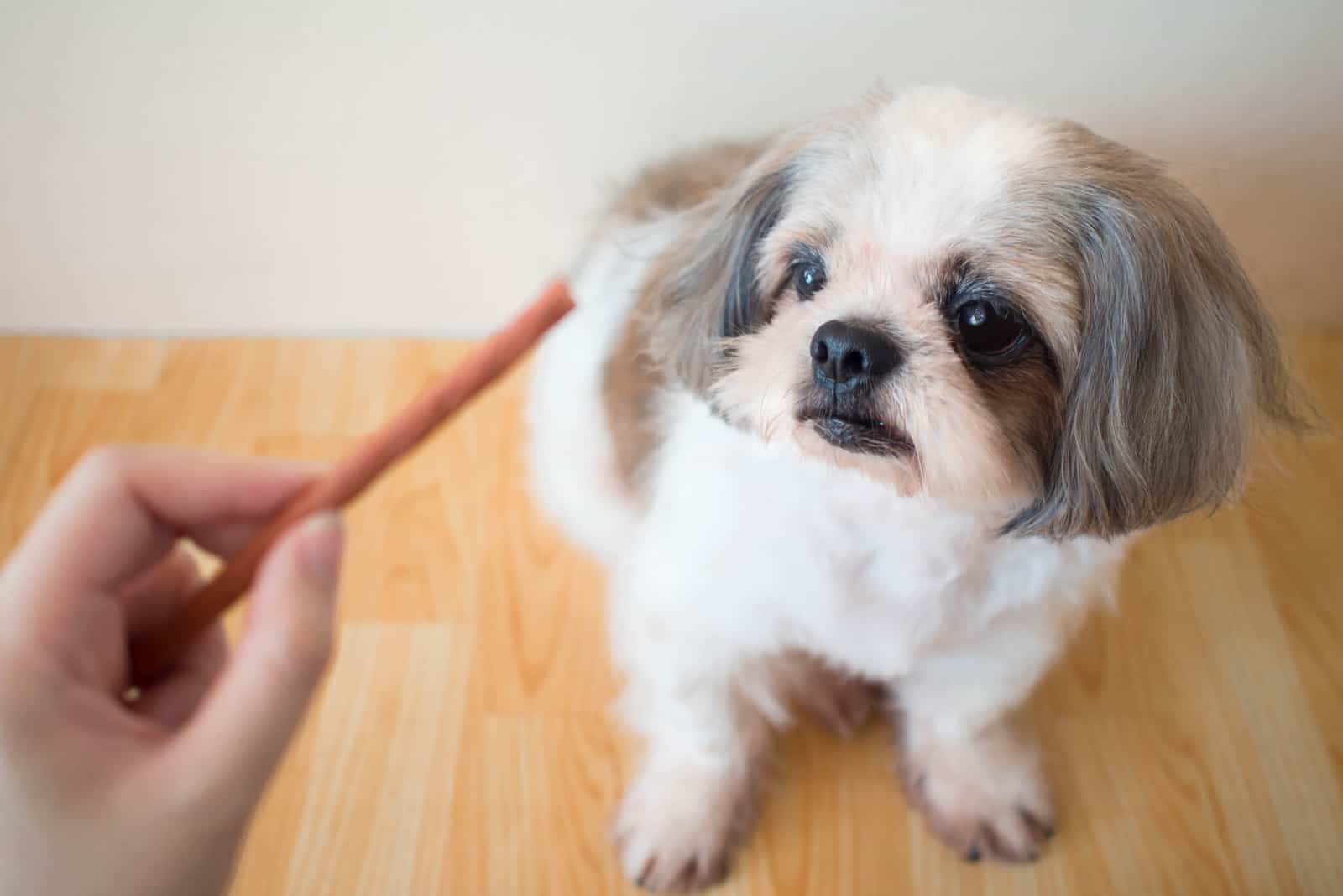 Cute Shih tzu dog sitting on wooden floor and waiting for food treats