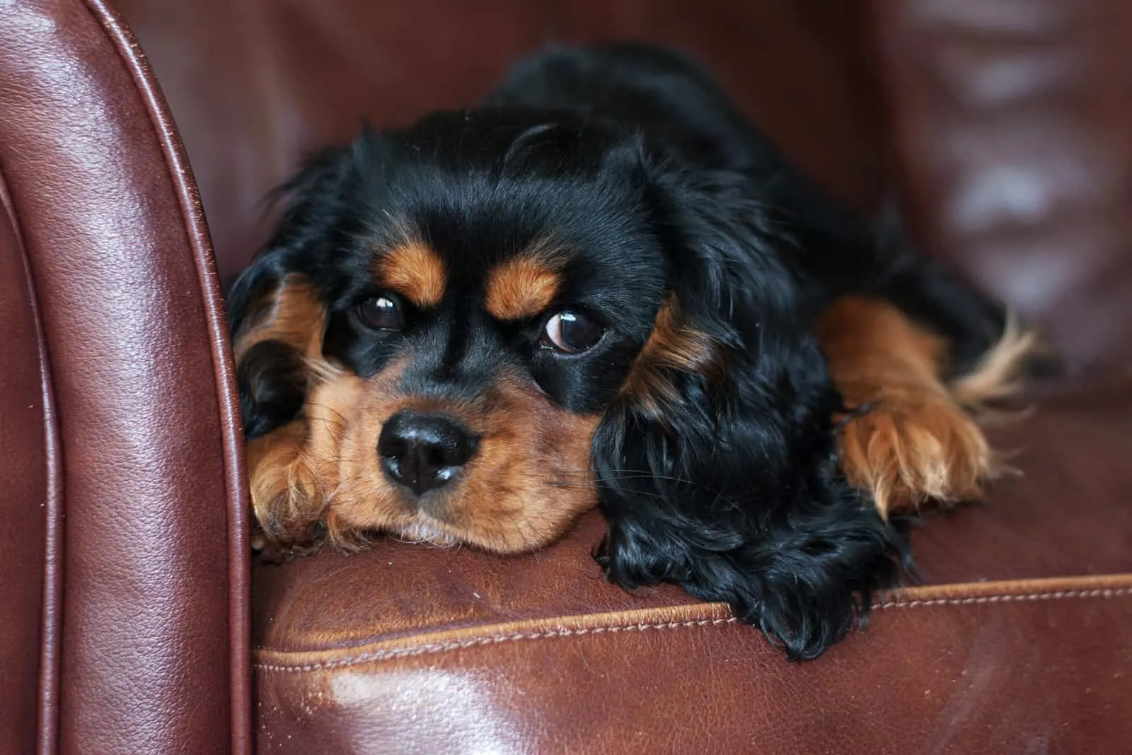 Cute black and tan Cavalier King Charles puppy, resting on a leather sofa