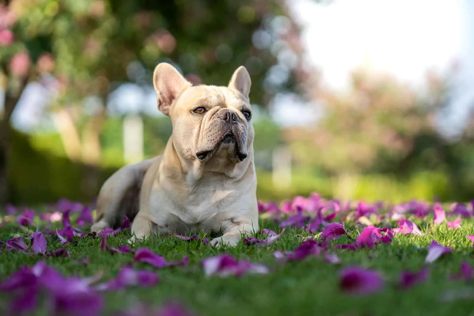 Cute french bulldog lying on the grass in the garden
