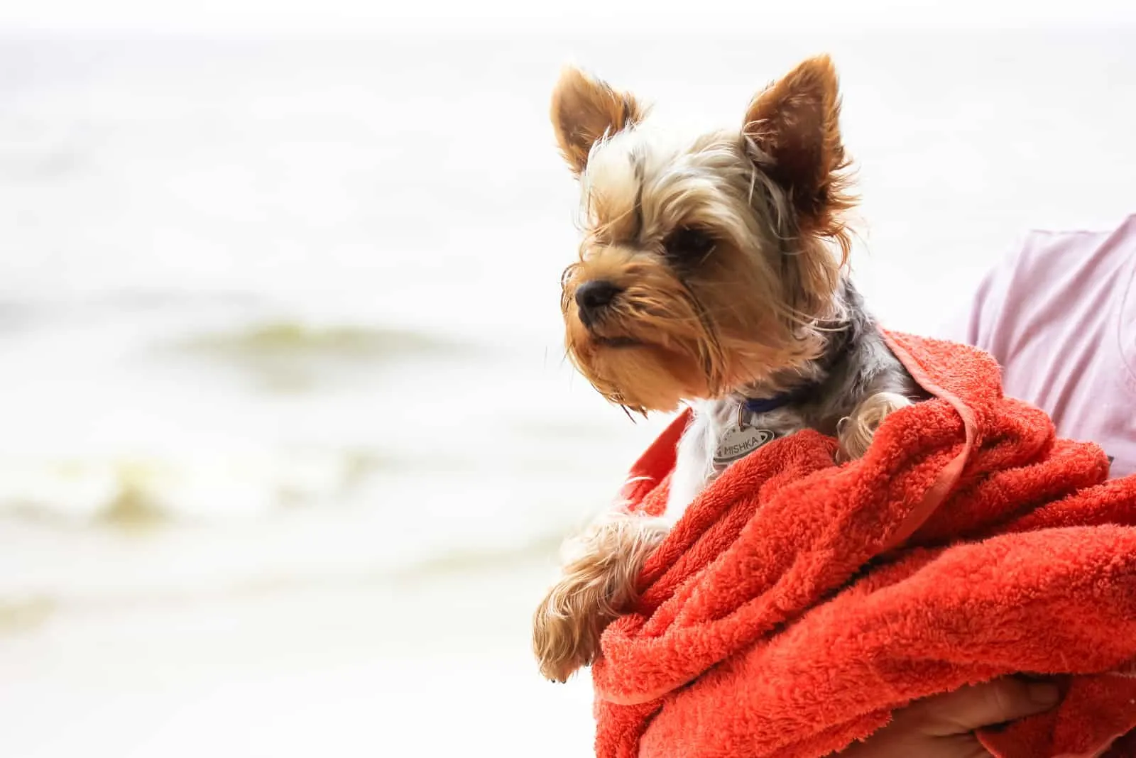 Cute little Yorkshire Terrier dog in a red terry towel