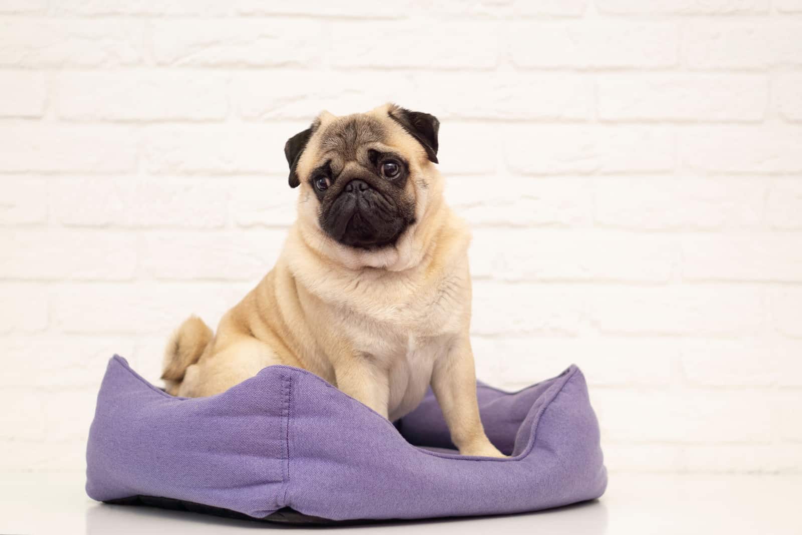Cute pug dog in violet dog bed at home
