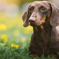 Dachshund sitting on grass