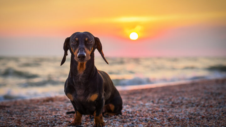 Dachshund Rescues In California: 6 Best Rescue Places In CA